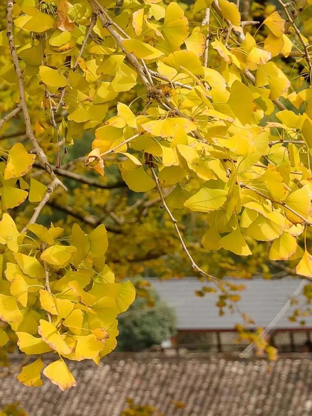 邂逅如画江西的小“杏”运