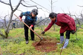 四川金堂：春耕正当时，农民忙碌绘丰景图片