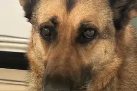 “警犬被偷”！派出所回应：真的，是特警大队的图片