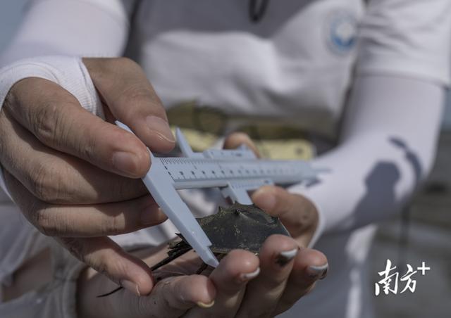 为 “活化石” 撑起保护伞，中华鲎保护方案走向世界