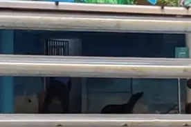 南昌动物园饲养员被曝棒打海狮？回应：它跑到海豚水池里了，只是驱赶图片