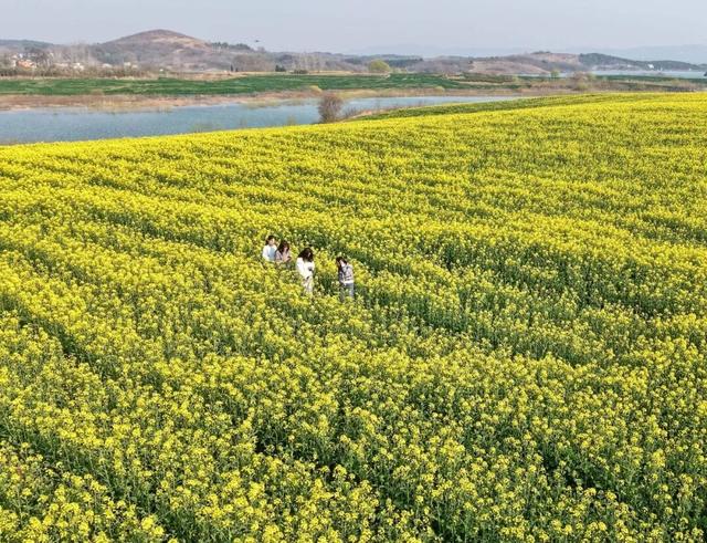 现场拍下！巢湖油菜花海美爆了！