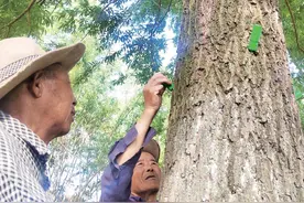 阜阳治飘絮有“针”招图片
