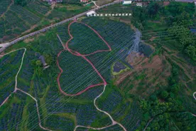 年产逾7万吨，龙泉驿的水蜜桃这样种出来图片