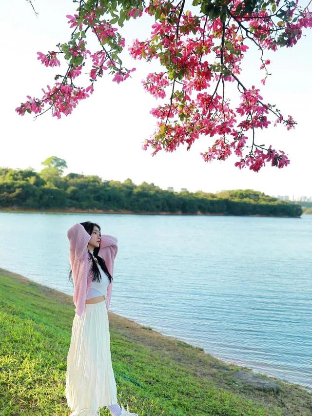 最美松湖 | 这棵“顶流”异木棉到底有多顶？