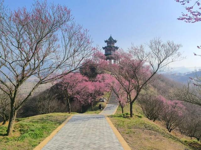 开园倒计时！贵州梅园梅香渐浓，静候君至