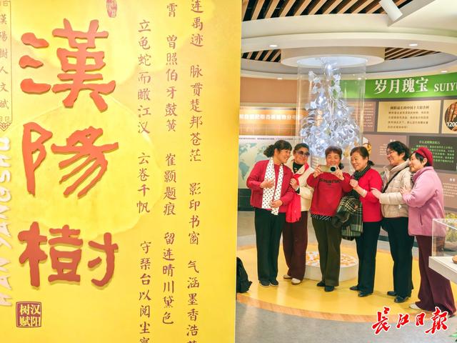 546岁汉阳树叶子全黄，进入最佳观赏期