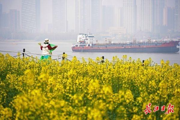 春天来江滩油菜花田赏春景