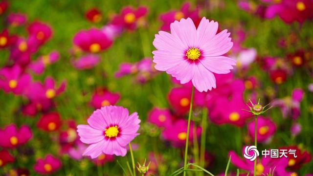 百色福禄河湿地公园：秋日花海绚烂 市民尽享浪漫时光