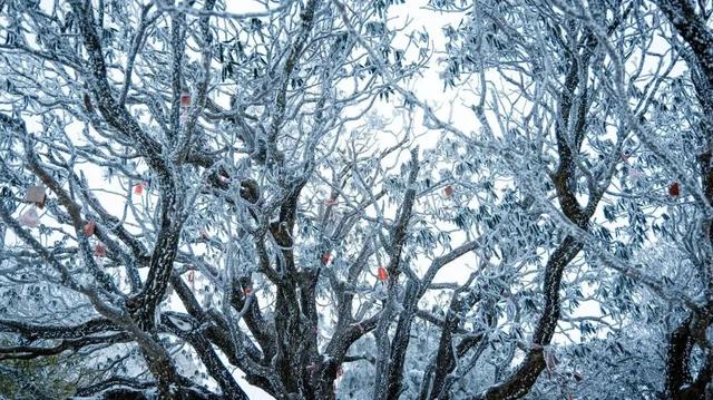 白云山今日开园！邀你共赏神仙雪景