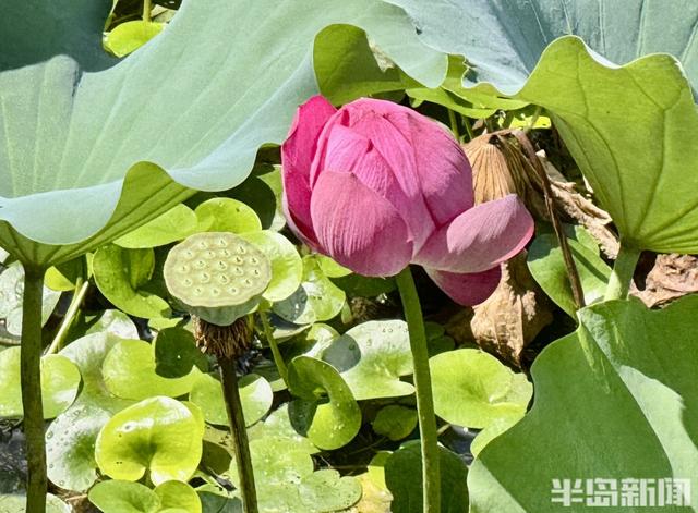大雨“润色”李村河！碧水映翠柳，荷香满园，尽显生态之美