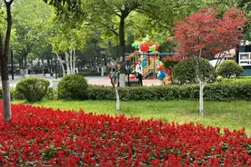 高温天公园还能美如画？淄博精细管养绿意浓图片