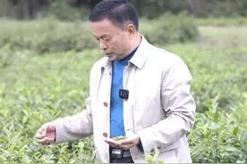 “全国劳动模范”叶雪平：39年，倾心只为“一杯茶”图片