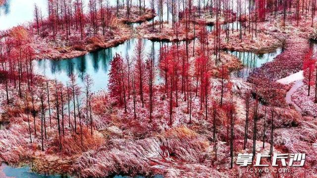 雪落大泽湖 湿地绘新卷｜组图