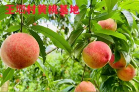 真的没想到淋山河五云山黄桃这么好吃吧，我参与我见证我来告诉您！图片