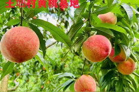 真的没想到淋山河五云山黄桃这么好吃吧，我参与我见证我来告诉您！图片
