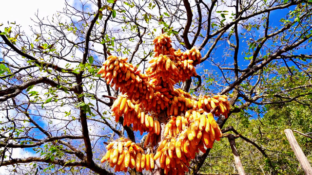 今天，楚雄要给你点颜色看看