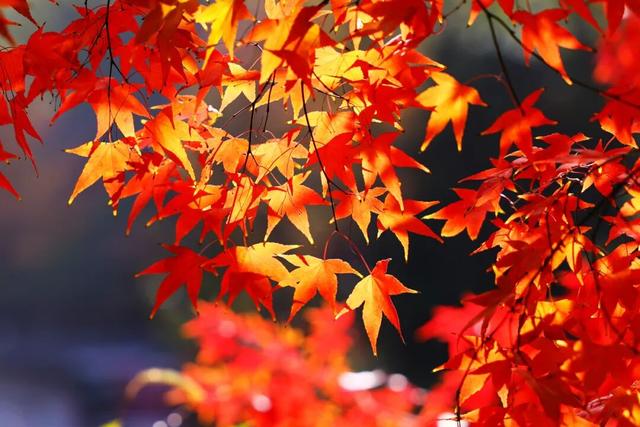 此时此刻，最美的栖霞山！