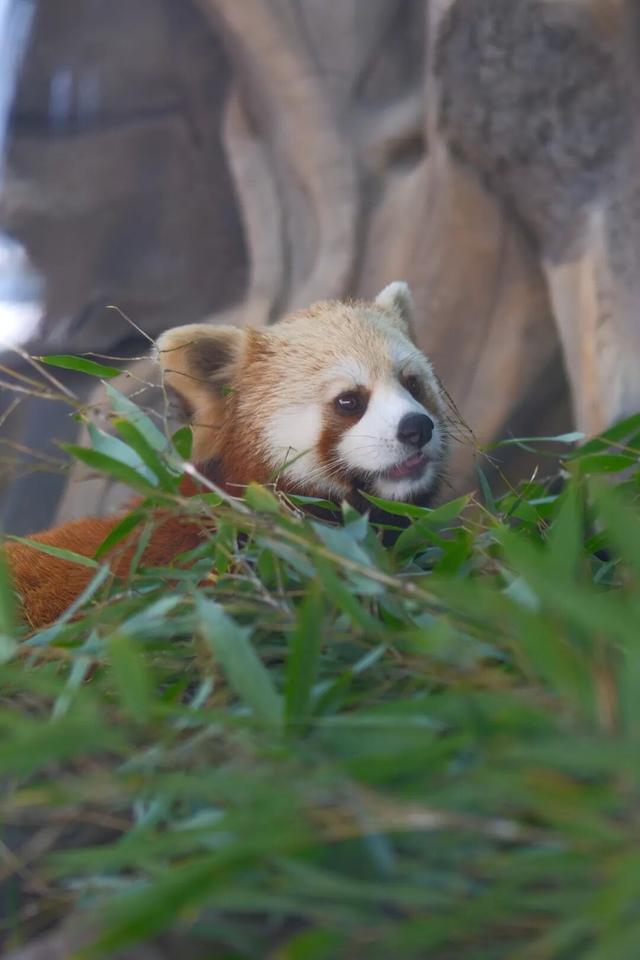 欢迎来到熊猫的家！保姆级攻略请收好！