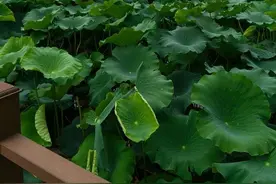 难忘的小学生活图片