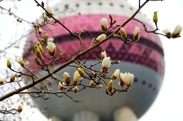 春暖中国｜万物生辉时：鲜花次第开，芬芳入画来