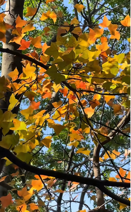 清源山上的枫树叶子红了