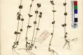 我国独有物种山西黄芩时隔67年重现图片