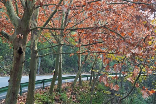 美！金堂这条梧桐大道，来一次就爱上！