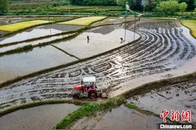 河南固始：梯田层叠 农人插秧育苗忙图片