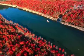 皖南红杉林 冬景美如画图片