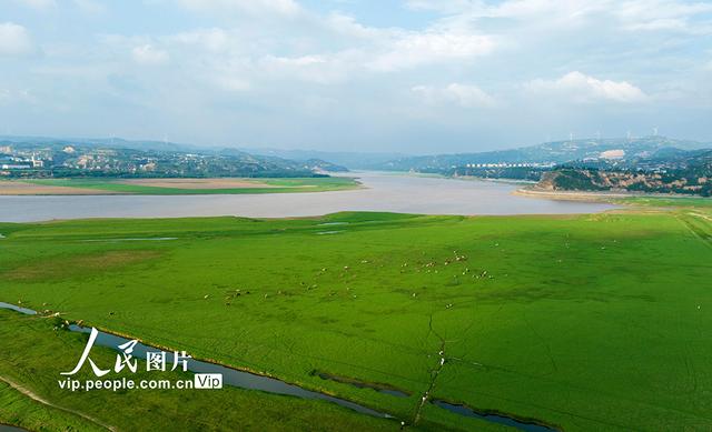 河南：三门峡库区现“生态草原”景观