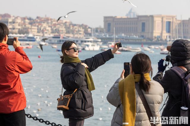 栈桥赏鸥已开始进入最佳观赏期！