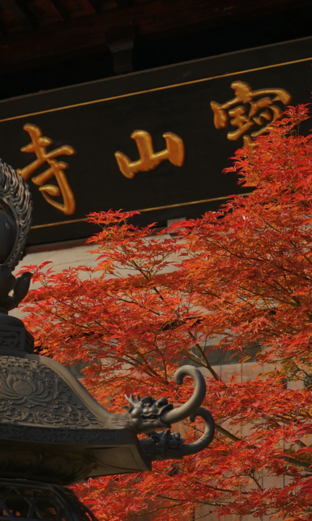 枫叶红了！上海这座古建筑，竟然能一秒穿越回大唐→