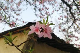 春分，吃一碗桃花饭图片