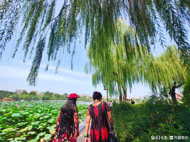明湖垂柳曼妙多姿，游人如织景致如画
