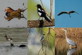 “花鸟使”李现被点名，网友：建议开启全国巡拍，带我们多看看祖国大好风光图片