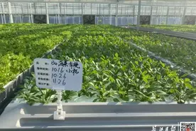 武汉此地的叶子菜，一年收获18次图片