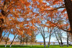 【鸭绿江畔 丹东真好】水杉似火，诗意如画……看这里↓↓↓图片