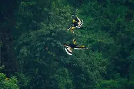 人类可能不是最好的生物，但一定是足够暴力的生物图片