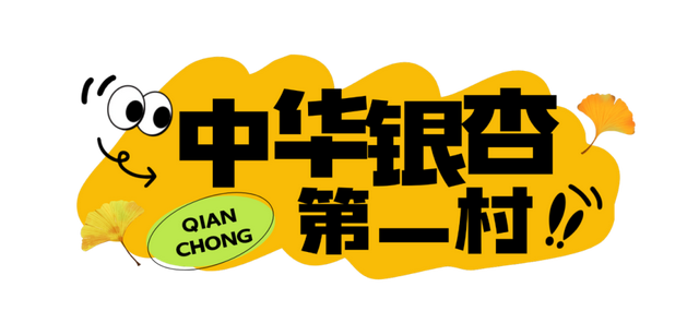 银杏黄了！安陆红了！