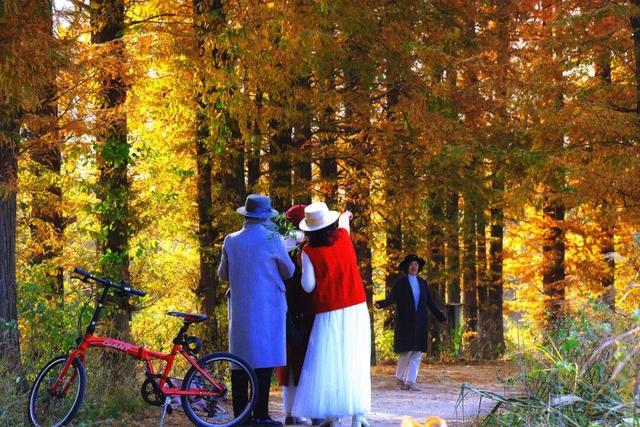 初冬限定！威海藏了片 “红杉秘境”，随手拍都是壁纸级美照