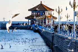 想看海鸥还是天鹅，抑或丹顶鹤？冬季来山东与候鸟赴一场约会吧图片
