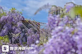 泉州德化寨头：紫藤花绽放，惊艳整个村子图片