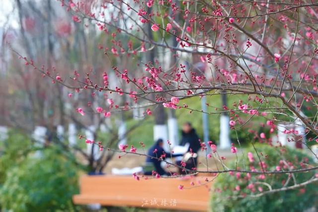 武汉梅花美到封神！官方赏梅地图请收好