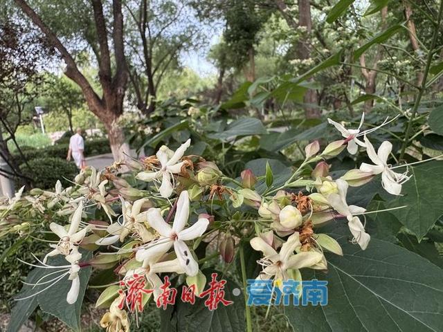 一年四季 泉在济南丨济南秋意浓 海洲常山送幽香