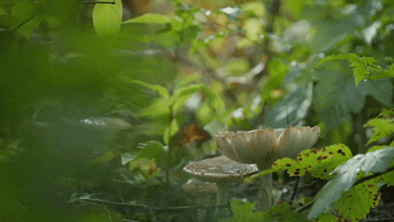 央媒看白山 | 人民网：白山，不止长白山