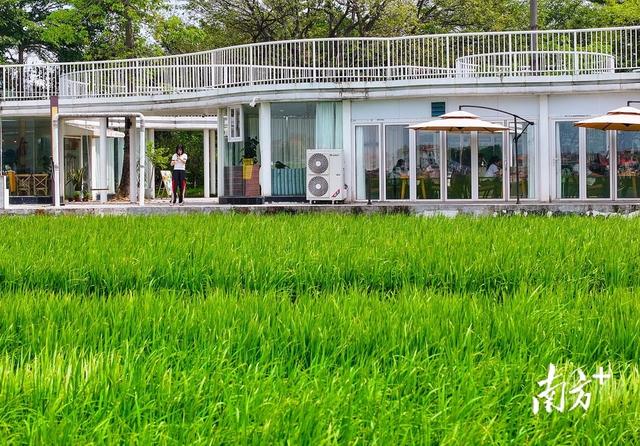 图集｜国庆中秋双节假期，到中山崖口看彩色稻田