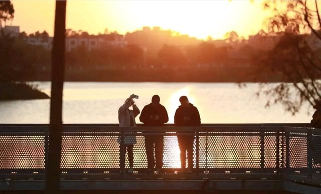 多图｜“醉”美企石！这里的落羽杉“红”了