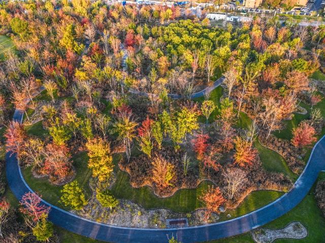 新晋秋日“顶流”美图来袭！魔都阿勒泰未开先火，落羽杉迎来最绚烂时刻