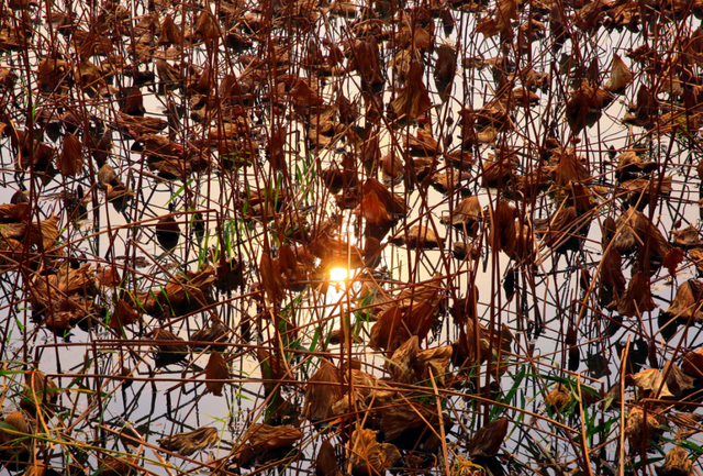 在圆明园看一片颠倒的世界